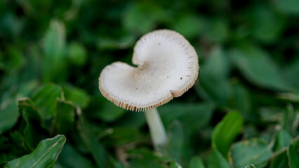 Mushrooms grow between the grass