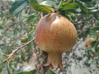 pomegranate fruit on tree