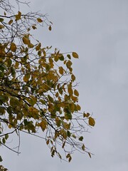 Autumn leaves swaying against a cloudy sky