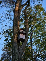 Birdhouse nestled high in a majestic tree