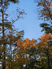 Colorful autumn trees reaching for the clear blue sky