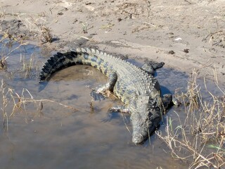 Croc 1