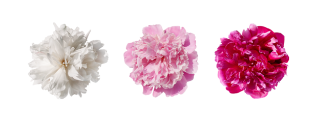 Set of different beautiful with light pink, dark pink and white peony flowers isolated, clipart. PNG with transparent background. Clipping path