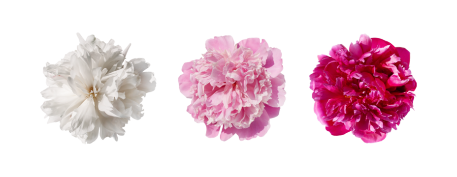 Set of different beautiful with light pink, dark pink and white peony flowers isolated, clipart. PNG with transparent background. Clipping path