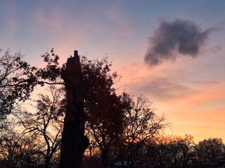 Beautiful colour of sunrise with the silhouette of trees in the foreground