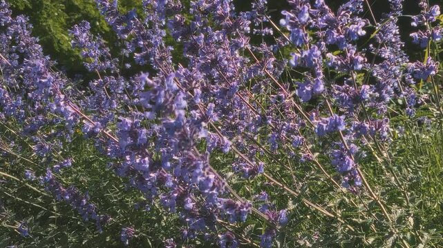 Closeup of lush blooming nepeta faassenii or catmint or catnip ornamental plant in full blossom with purple flowers sway in wind at windy summer day. Summertime flowering natural background.