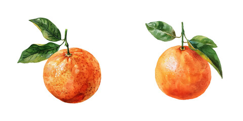 orange watercolor vector illustration