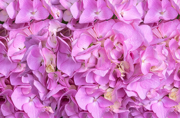 High-resolution close-up image of vibrant pink hydrangea blossoms filling the entire frame. The...