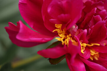 Close-up purple petals of a beautiful peony. Macro photo of yellow stamens of a purple peony. 