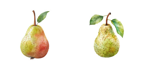 pear watercolor vector illustration