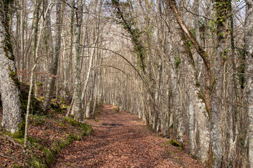 Fototapeta premium Serene woodland pathway surrounded by tall trees