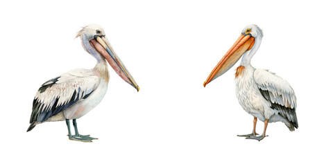 pelican watercolor vector illustration