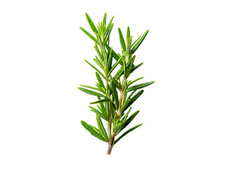 Obraz premium Fresh rosemary sprig isolated on black background culinary herb, Isolated On Transparent Background, Png Cut Out