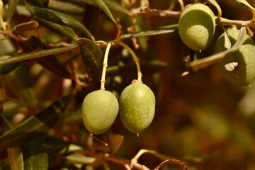 Green olives growing under the sun in a Spanish grove. Close-up of fruit on tree during harvest season.


