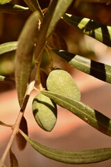 Fresh green olives hanging from branches in a rural olive grove in Spain. Natural farming...