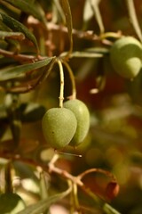 Green Spanish olives growing on a tree in a sunny olive grove. Fresh and natural Mediterranean scene.