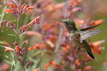 Broad-tailed Hummingbird