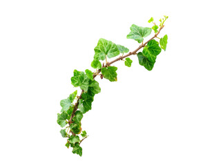 Lush green ivy vine branch isolated on black background, Isolated On Transparent Background, Png Cut Out
