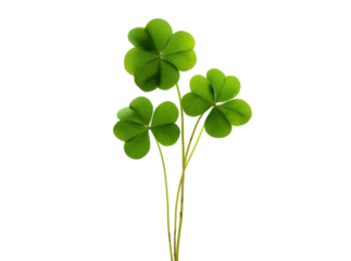 Three green shamrocks isolated on black background lucky charm st patricks day, Isolated On Transparent Background, Png Cut Out