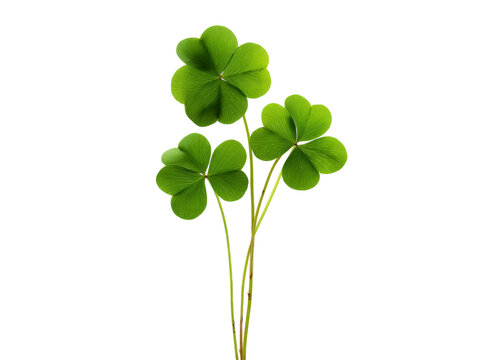 Three green shamrocks isolated on black background lucky charm st patricks day, Isolated On Transparent Background, Png Cut Out