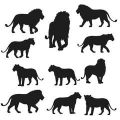 Silhouettes of Lion and Lioness Walking and Standing in Various Poses Vector Illustration for Wildlife and Nature Designs