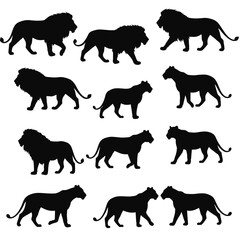 Silhouettes of Lion and Lioness Walking and Standing in Various Poses Vector Illustration for Wildlife and Nature Designs