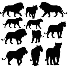 Silhouettes of Lion and Lioness Walking and Standing in Various Poses Vector Illustration for Wildlife and Nature Designs