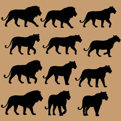 Silhouettes of Lion and Lioness Walking and Standing in Various Poses Vector Illustration for Wildlife and Nature Designs