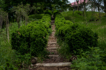 Steps up between the bushes in the Botanical Garden of Georgia