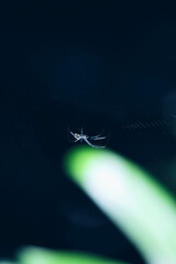 Garden Orb in Spotlight - Web Suspended in Deep Blue Light