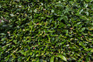 Foliage background. Shrub background. Shrub leaves