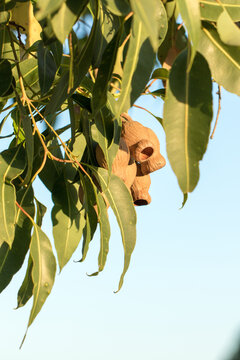 Marri tree (redgum) honky nuts and leaves