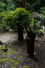 Botanical garden in Georgia. shrubs in the garden