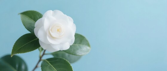 Fototapeta premium White Camellia Flower with Green Leaves Against a Soft Blue Background
