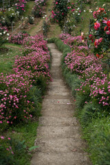A path in the flower garden. A path between the flowers. Botanical Garden of Georgia