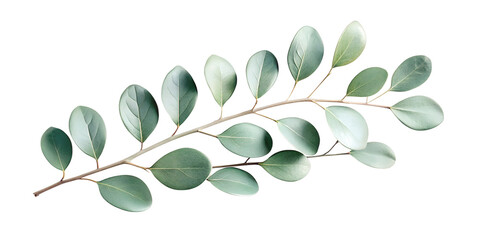 Eucalyptus branch with oval leaves isolated on transparent background