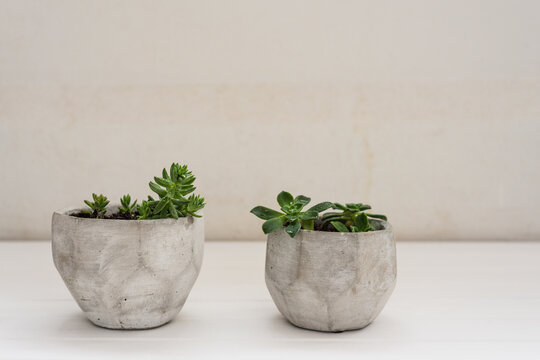Two succulents in concrete pots with plain background