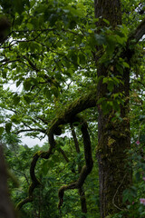 Old trees in a dense forest Botanical Garden in Georgia