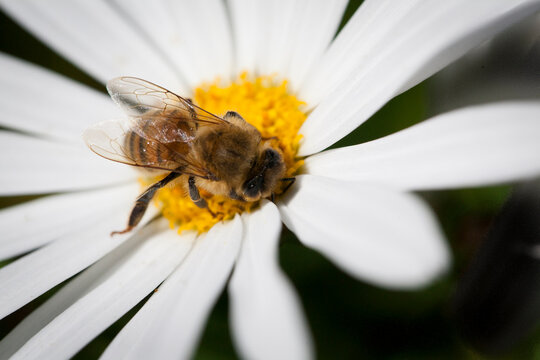 Bee on a  yellow centered white daisy