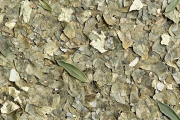 Naklejka premium Detailed Close-Up of Dry Bay Leaves on Natural Surface Background