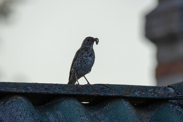 An adult Song Thrush sits on a metal perch, holding an earthworm in its beak, on a summer evening against a grey background.	