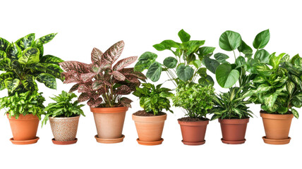 Lush indoor plants arranged harmoniously, showcasing vibrant foliage and unique textures in natural clay pots against a bright background on transparent background