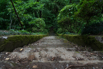 Steps down in the forest of the Botanical garden in Georgia