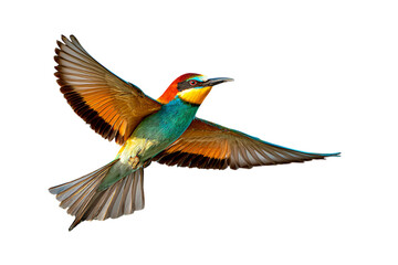 Obraz premium European Bee eater in flight, isolated on black background.