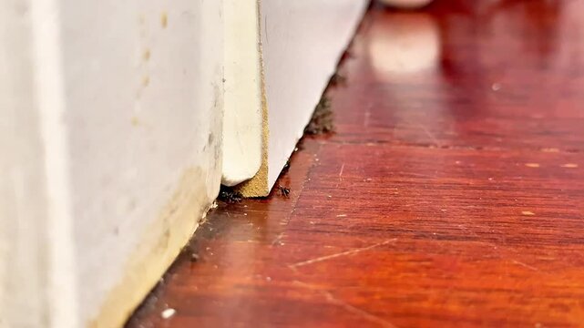 Argentine Ants Crawling Along Baseboard Indoors
