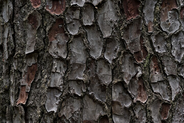 The bark of the cedar tree. cora background. Close-up of the bark
