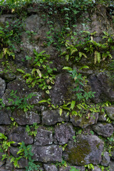 old stone wall covered with moss and vines background. Stone wall background