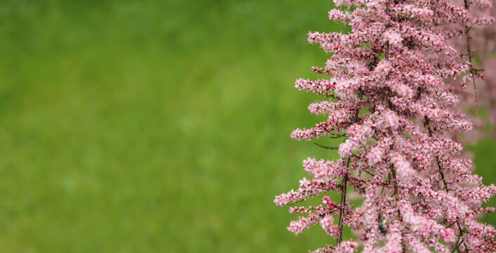 Pink blooming tamarisk branch on a green background