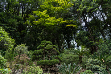 Japanese garden in the Botanical Garden of Georgia. Asian plants. Shrubs