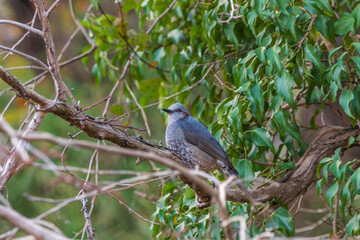 木の枝に佇むヒヨドリの横姿